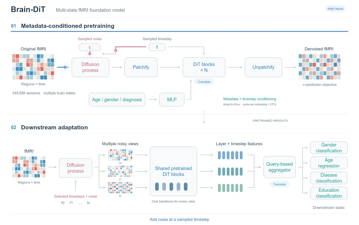 Animated Brain-DiT framework: metadata-conditioned pretraining above and downstream adaptation below.